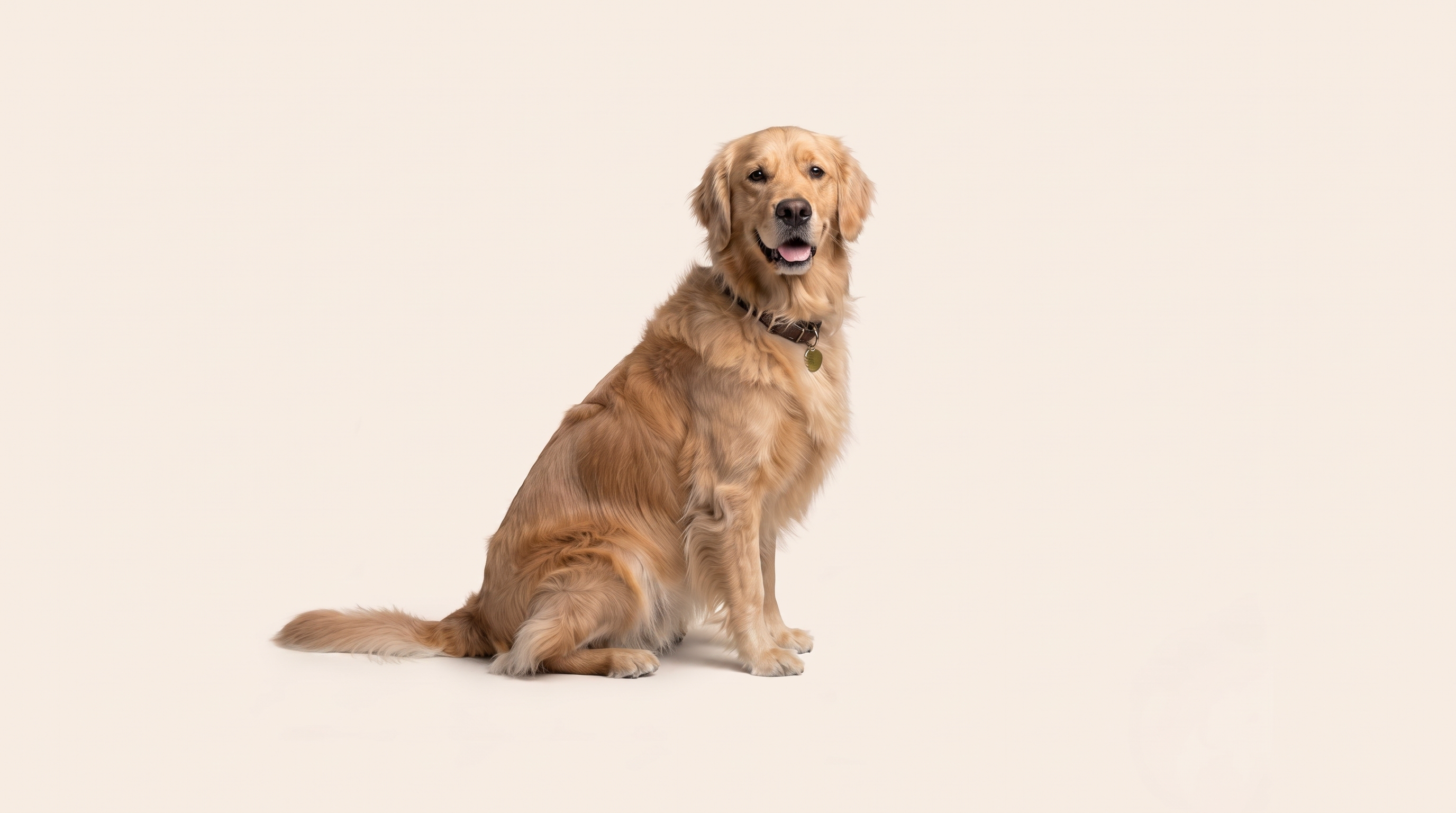 Honden